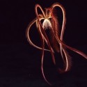 Deep sea creature stuns explorers